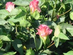 שדות כותנה Cotton fields